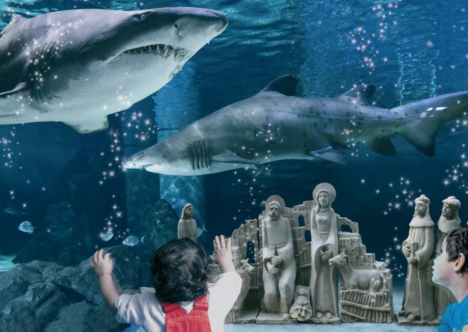 hboston it acquario-di-cattolica 014