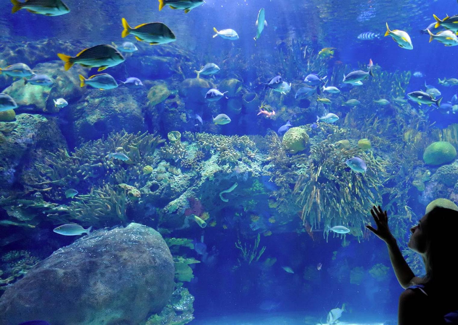 hboston it acquario-di-cattolica 015